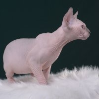Purebred sphynx Blue Point male kitten canada
