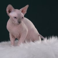 Purebred sphynx Blue Point male kitten canada