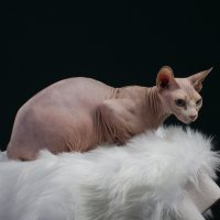 Purebred Sphynx cat female Best of breed