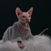 Sphynx cat wearing hand made sweater