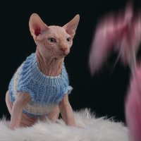 Sphynx cat wearing hand made sweater