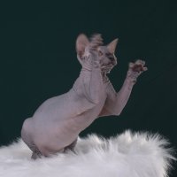Purebred sphynx Black female kitten canada