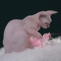 Purebred sphynx Blue Point male kitten canada