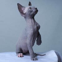 Blue with white paw sphynx male kitten canada
