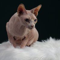 Purebred Sphynx cat female Best of breed