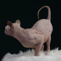 Blue point Sphynx male cat Champion Canada