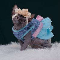 Purebred sphynx Black female kitten canada