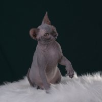 Purebred sphynx Black female kitten canada