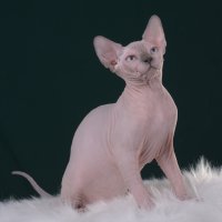 Purebred sphynx Blue Point male kitten canada
