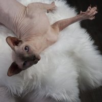 Blue point Sphynx male cat Champion Canada