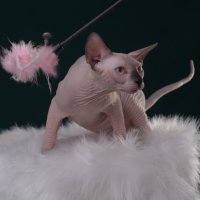 Purebred sphynx Seal Point male kitten canada