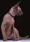 Canadian Sphynx kitten