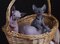 Canadian Sphynx kittens