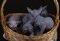 Canadian Sphynx kittens