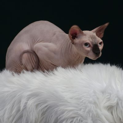 Seal point sphynx cat female champion canada
