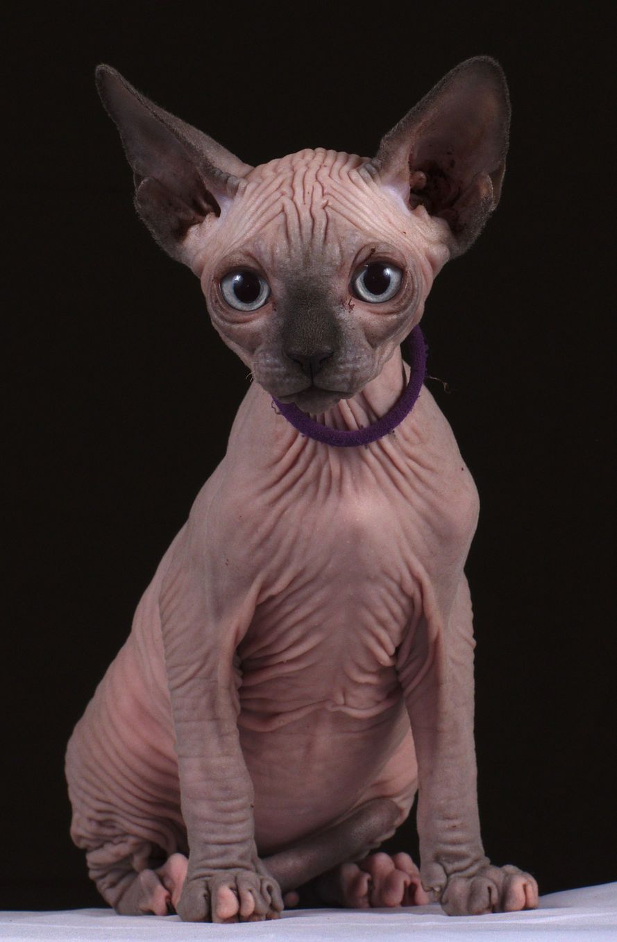 sphynx blue point