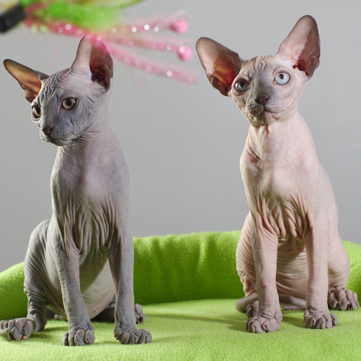 sphynx blue point